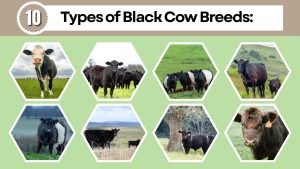 10 Types of Black Cow Breeds: Color Pattern, Identification with Pictures