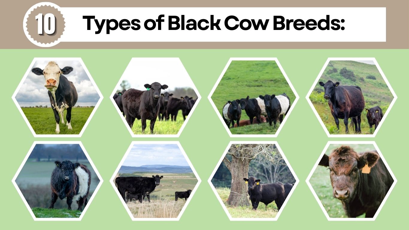 10 Types of Black Cow Breeds: Color Pattern, Identification with Pictures