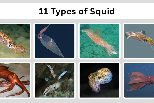 11 Types of Squid Names, Identification, and Pictures 