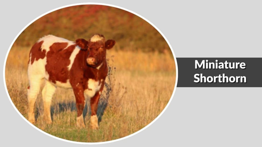Miniature Shorthorn
