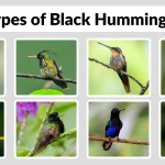 12 Types of Black Hummingbirds Habitat, Behaviors and Color Pattern 