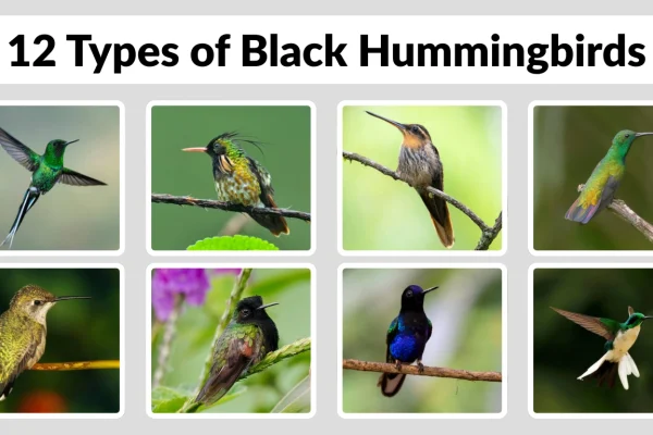 12 Types of Black Hummingbirds Habitat, Behaviors and Color Pattern 