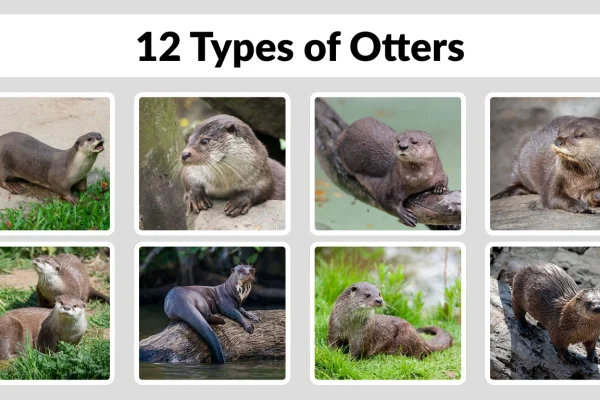 12 Types of Otters Identification, Size, Habitat and Pictures