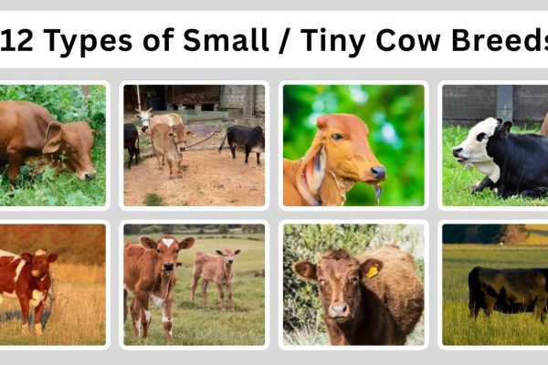 12 Types of Small / Tiny Cow Breeds: Size, Habitat, Identification with Pictures 