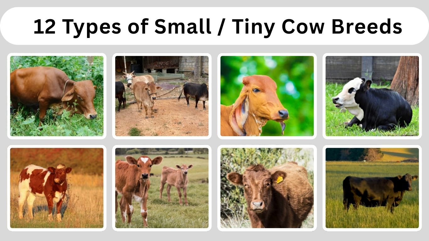 12 Types of Small / Tiny Cow Breeds: Size, Habitat, Identification with Pictures 