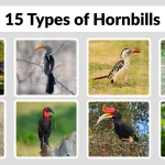 15 Types of Hornbills Identification with Pictures