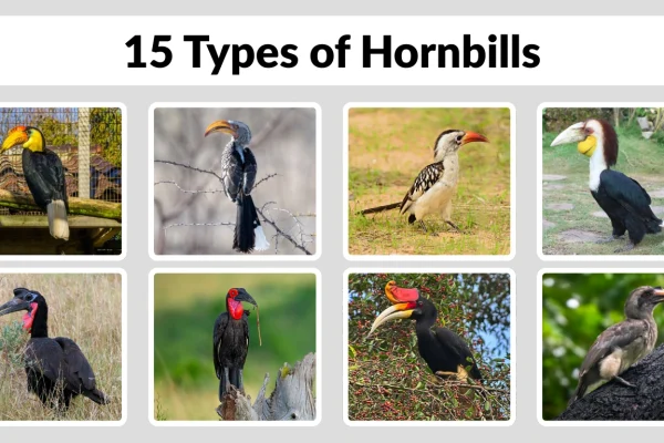 15 Types of Hornbills Identification with Pictures