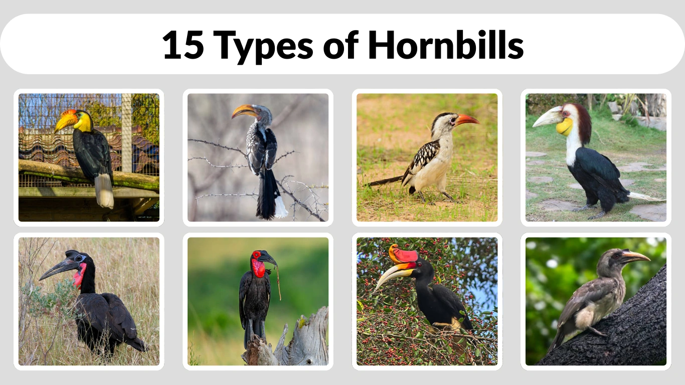 15 Types of Hornbills Identification with Pictures