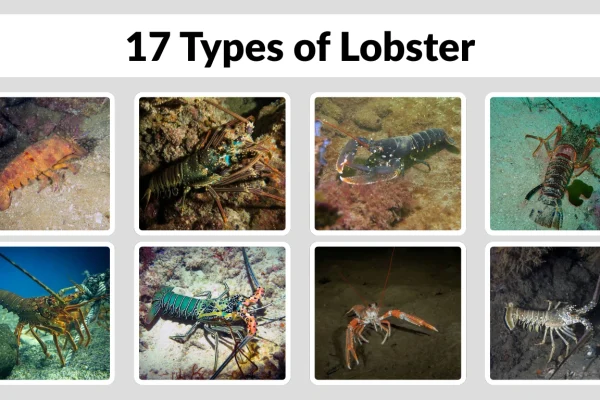 17 Types of Lobster Names, Identification, and Key Facts