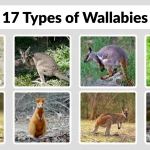 17 Types of Wallabies Identification with Pictures