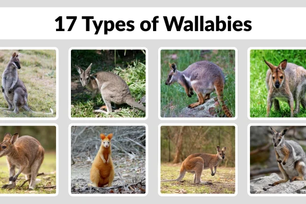 17 Types of Wallabies Identification with Pictures