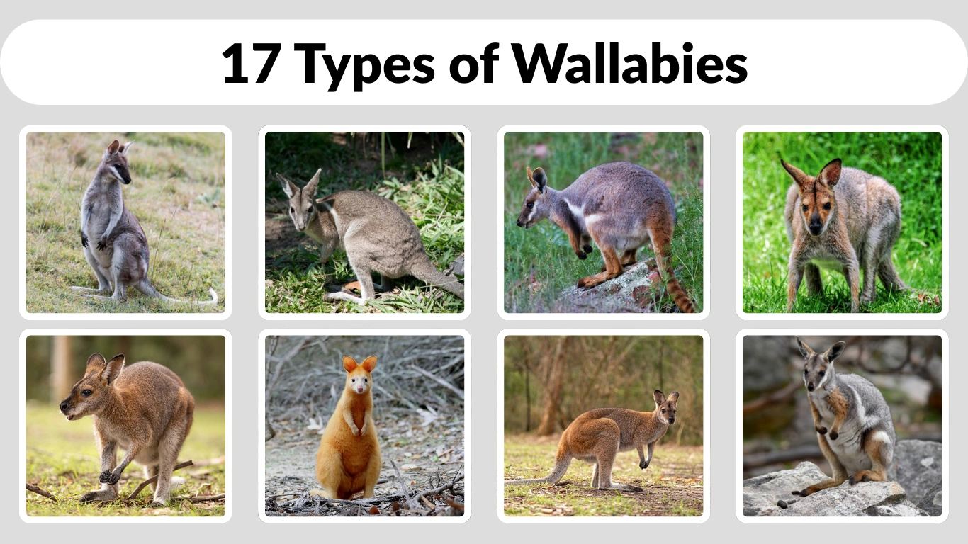 17 Types of Wallabies Identification with Pictures