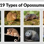 19 Types of Opossums Identification with Pictures