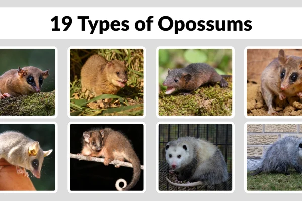 19 Types of Opossums Identification with Pictures