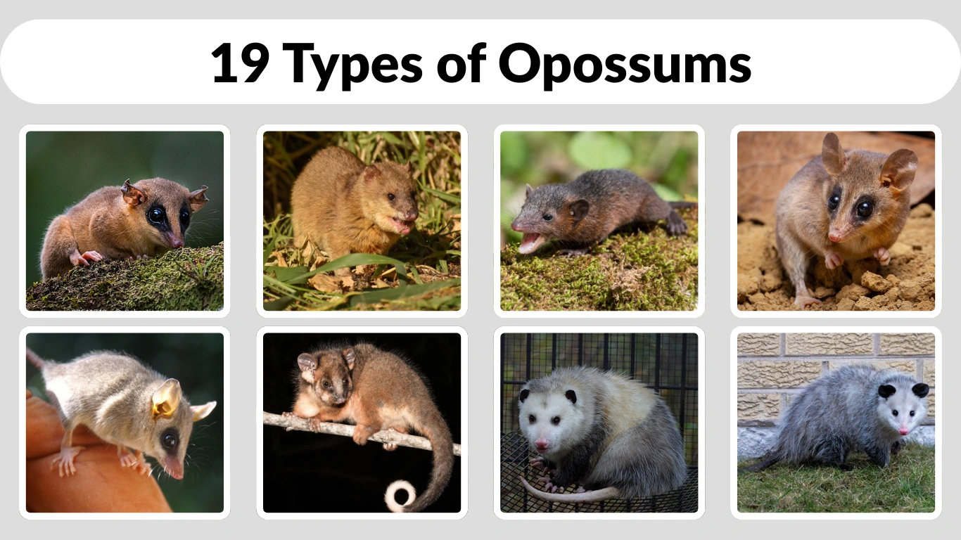 19 Types of Opossums Identification with Pictures
