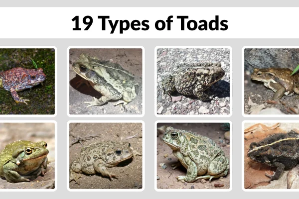19 Types of Toads Identification with Pictures