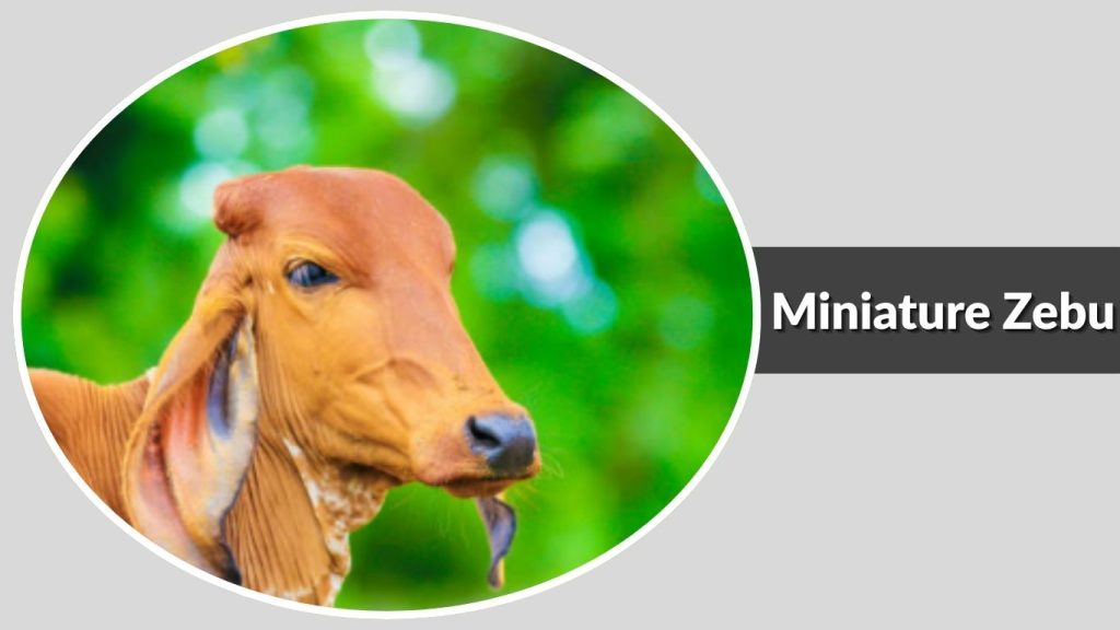 Miniature Zebu
