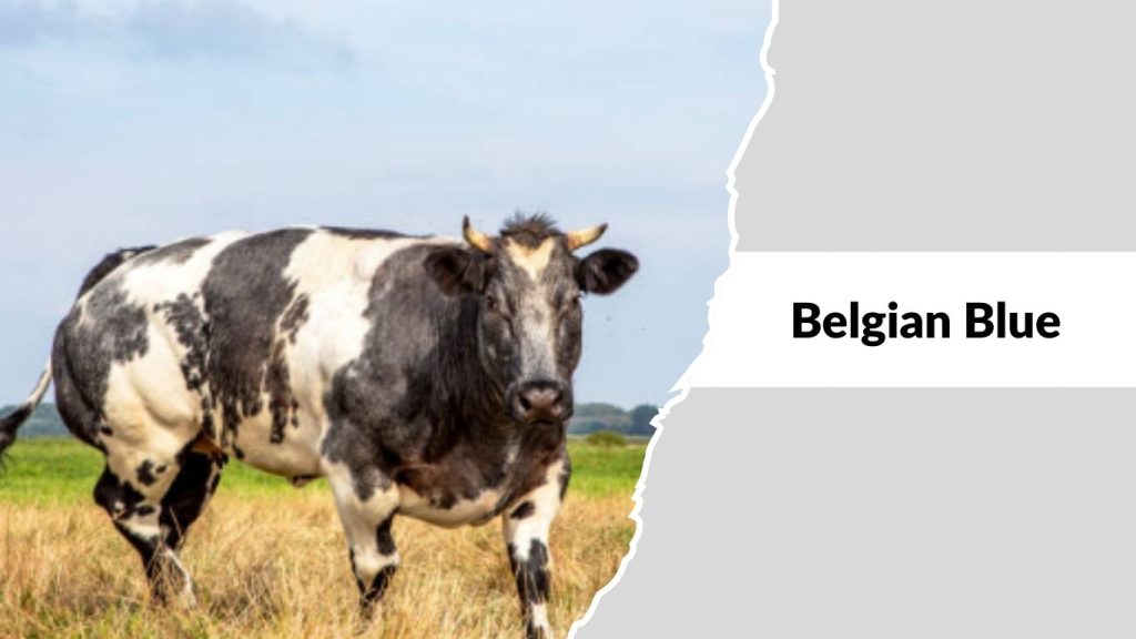 Belgian Blue