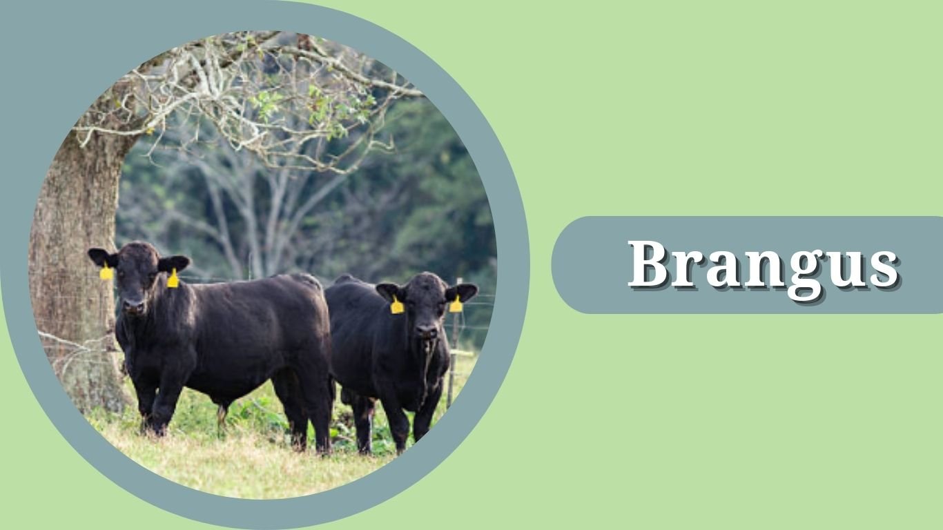 10 Types of Black Cow Breeds: Color Pattern, Identification with Pictures