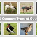 21 Common Types of Goose Identification with Name & Pictures