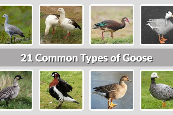 21 Common Types of Goose Identification with Name & Pictures
