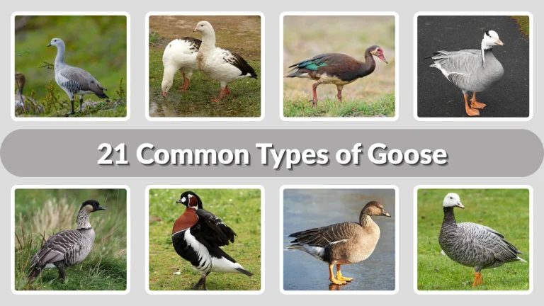 21 Common Types of Goose Identification with Name & Pictures