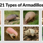 21 Types of Armadillos Identification with Pictures