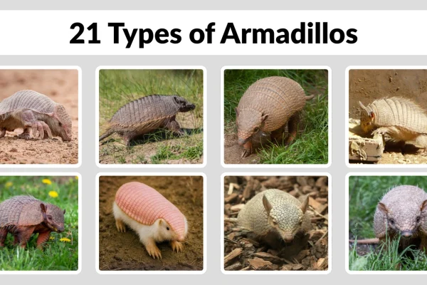 21 Types of Armadillos Identification with Pictures