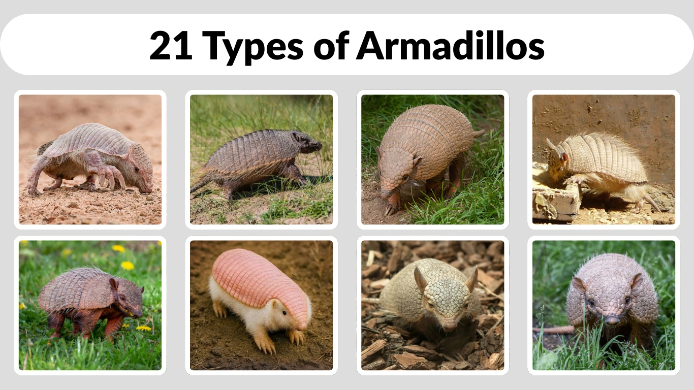 21 Types of Armadillos Identification with Pictures