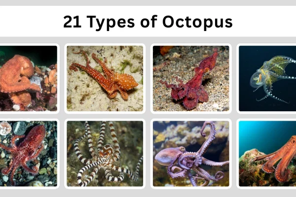 21 Types of Octopus Identification With Name & Pictures 