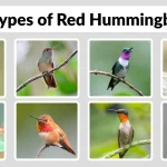 21 Types of Red Hummingbirds Identification with Pictures  