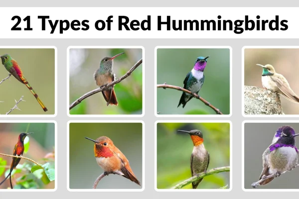 21 Types of Red Hummingbirds Identification with Pictures  