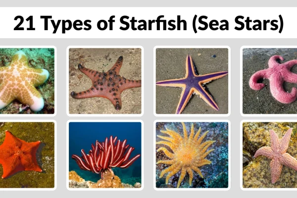 21 Types of Starfish (Sea Stars) Names, Identification, Habitat & Pictures 