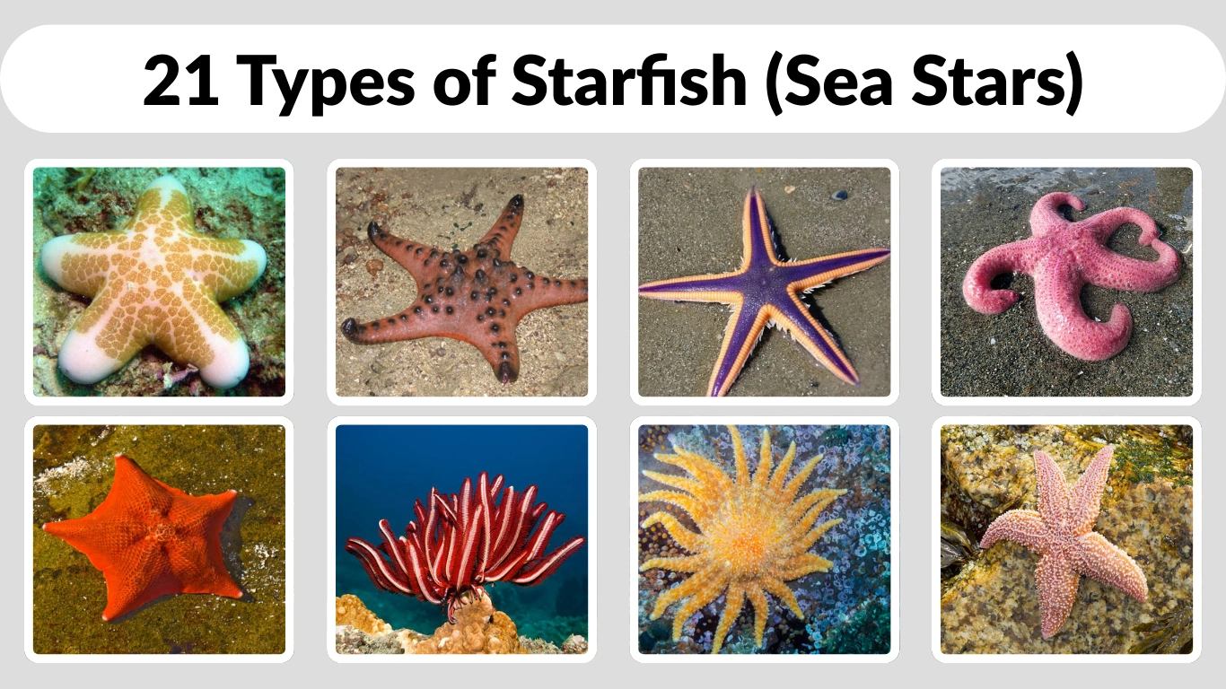 21 Types Of Starfish Sea Stars Names Identification Habitat Pictures