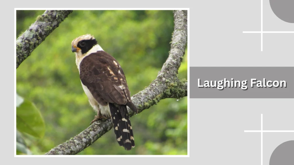 24. Laughing Falcon