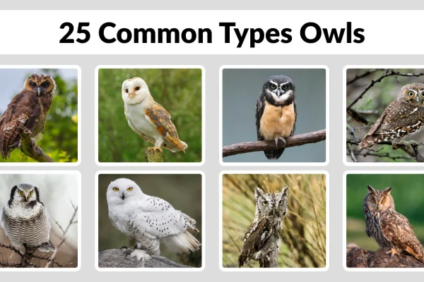 25 Common Types Owls Identification with Picture