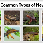 25 Common Types of Newts Identification with Picture