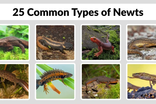 25 Common Types of Newts Identification with Picture