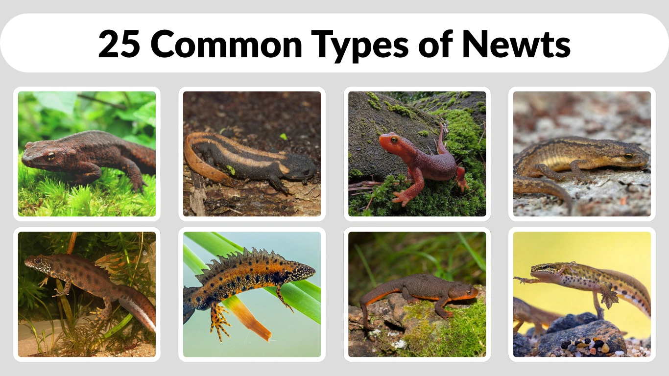 25 Common Types of Newts Identification with Picture