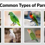 25 Common Types of Parrots Identification with Picture