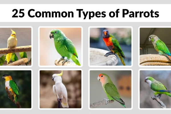 25 Common Types of Parrots Identification with Picture