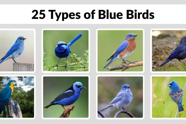 25 Types of Blue Birds Identifications with Name & Pictures