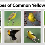 25 Types of Common Yellow Bird​s Identification with Picture