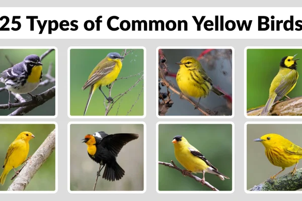 25 Types of Common Yellow Bird​s Identification with Picture