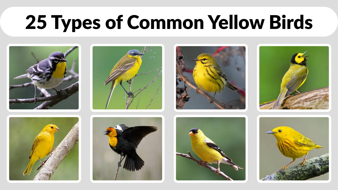 25 Types of Common Yellow Bird​s Identification with Picture