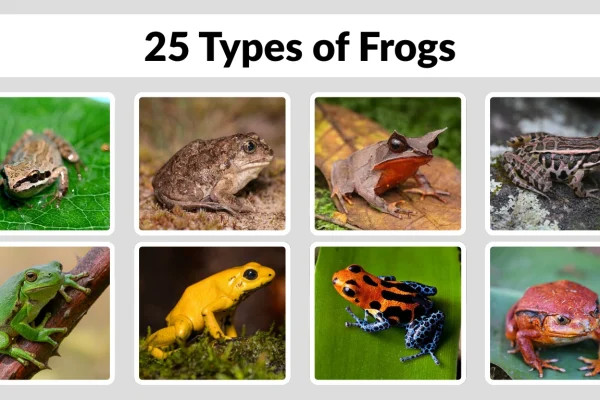 25 Types of Frogs Identification with Pictures