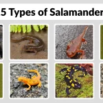 25 Types of Salamanders Identification With Pictures