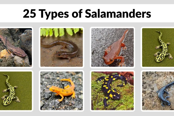 25 Types of Salamanders Identification With Pictures
