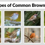 26 Types of Common Brown Birds Identification with Picture