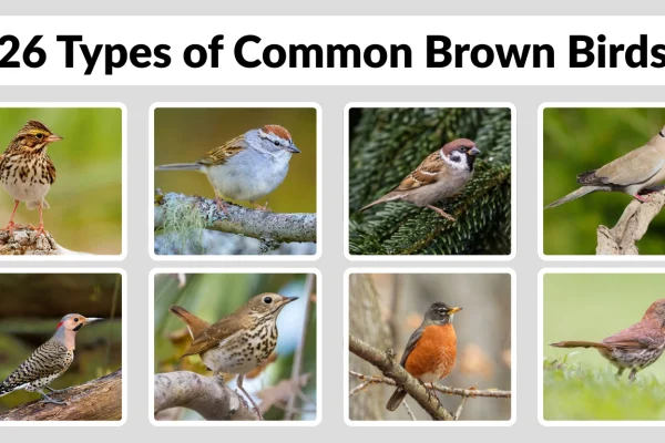 26 Types of Common Brown Birds Identification with Picture